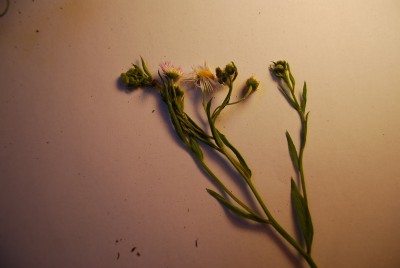 12. Popularna roślina łąkowa. Kwiaty podobne do rumianku, jednak płatki są znacznie węższe, jest ich wiele, &quot;poszarpane&quot;
