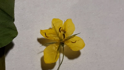 kwiat z okazu 1