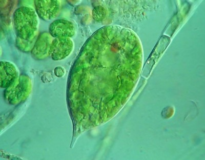 Lepocinclis sp.  40x  DIC
