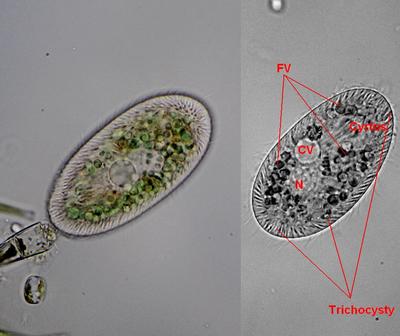 Furgasonia sp. (N-makronukleus, cv- wakuola tętniąca, fv- -//- trawienna)