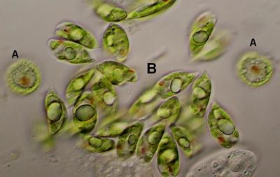 9. P. cf. polytrophos (B)