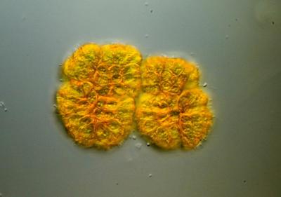 1. Botryococcus