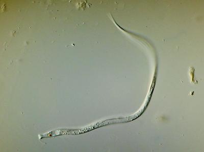 2. Cyclidiopsis sp.
