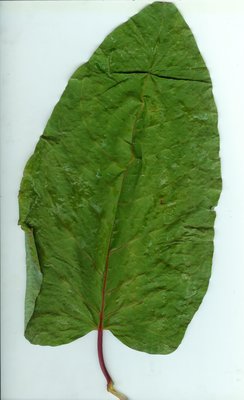 rdest-ostrokonczysty-Reynoutria-japonica.jpg