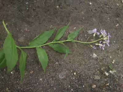 fioletowe-kwiaty-8.jpg