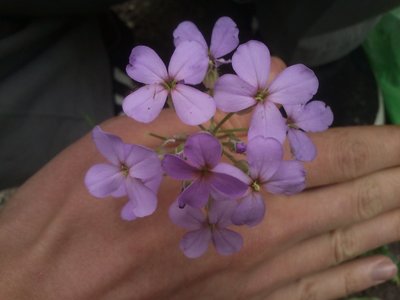 fioletowe-kwiaty-2.jpg