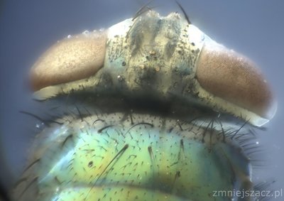 padlinówka cesarska ta zielona mucha, 235 zdjęć, ob.4x.jpg