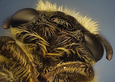 pszczoła miodna, 146 zdjęćob.4x.jpg