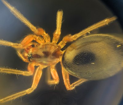 pająk, 178 zdjęć, ob.4x-min.jpg