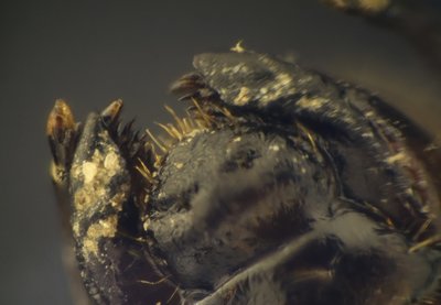 szczęki larwy chrabąszcza majowego, 102 zdjęcia, ob.4x-min (1).jpg