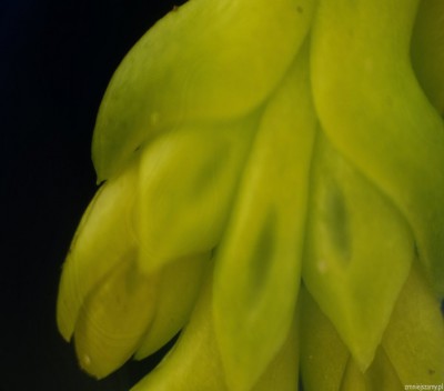 kawałek młodego liścia od cypryśnika,76zdjęć,ob.4x.jpg