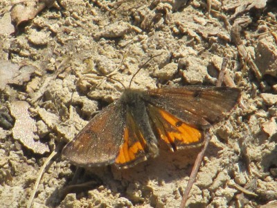 Motyl nr 2