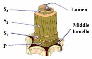 Ultrastructure-of-the-wood-cell-wall.png